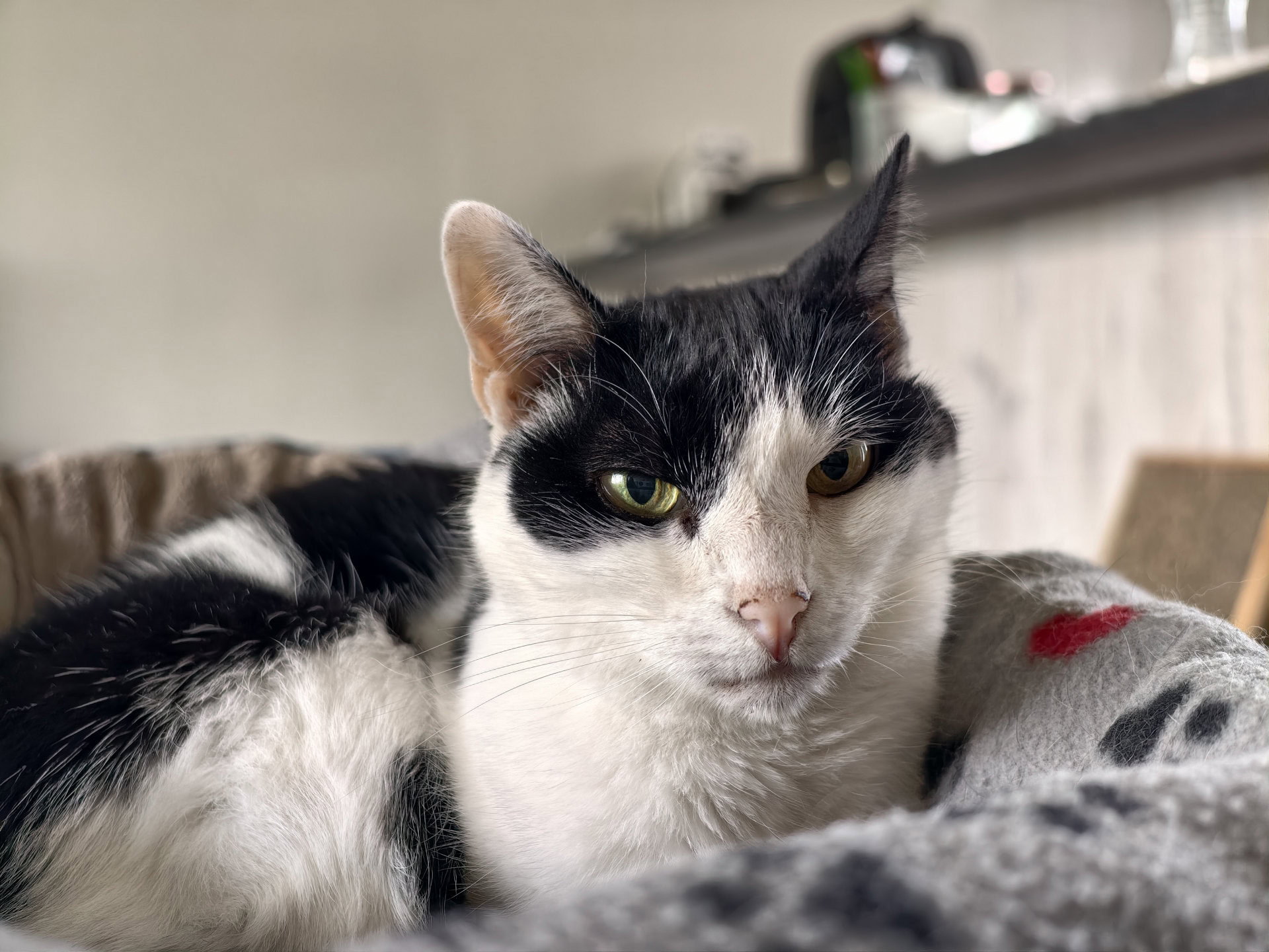 Vivo X200 Ultra cat in bed 35mm